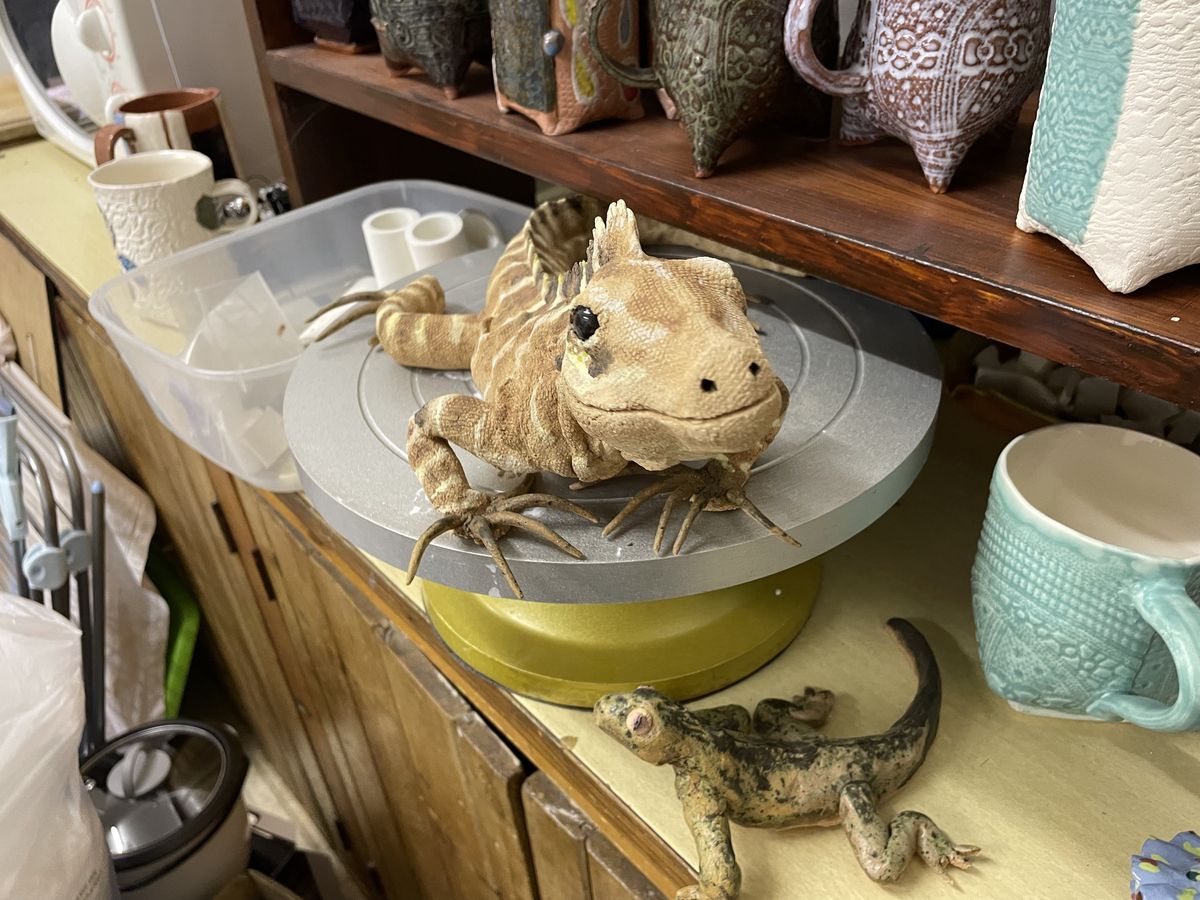 lizard from front facing